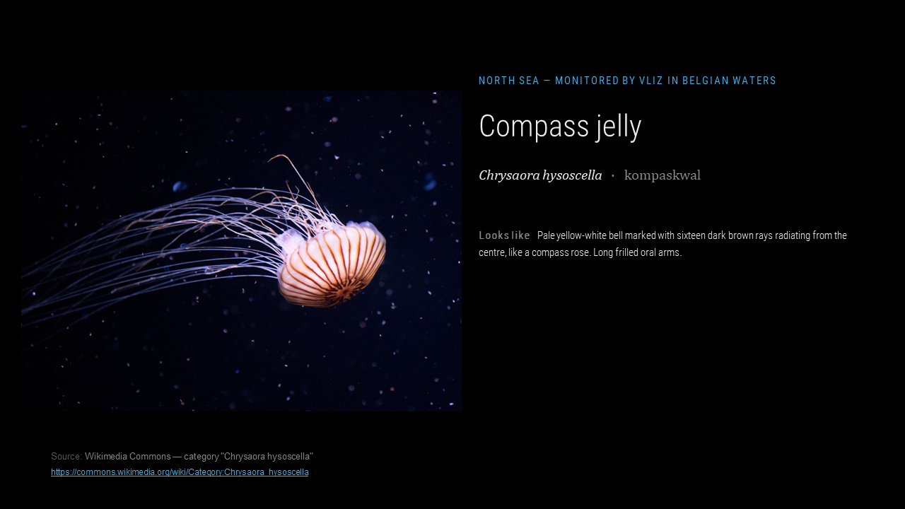 lungs_jellyresearch_002