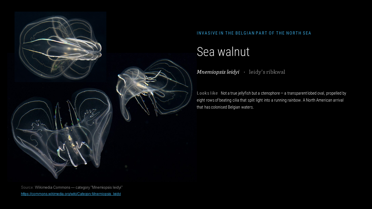 lungs_jellyresearch_003