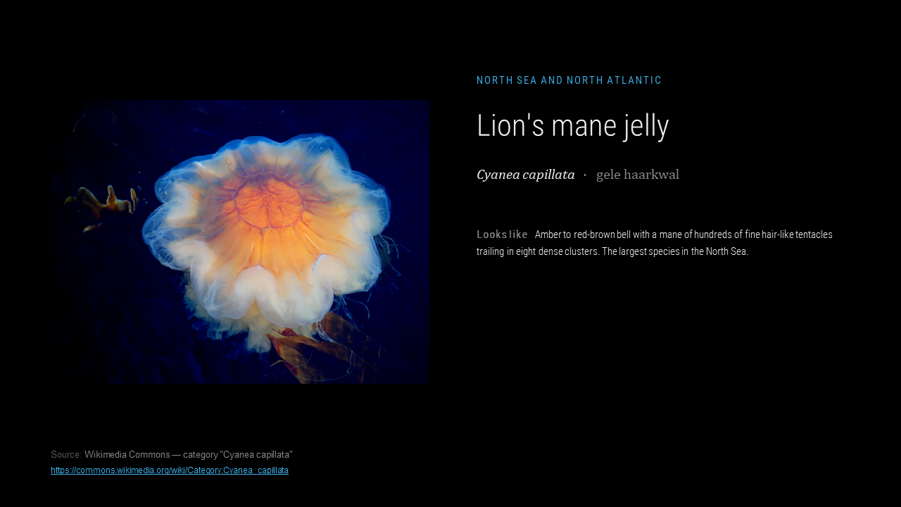 lungs_jellyresearch_004