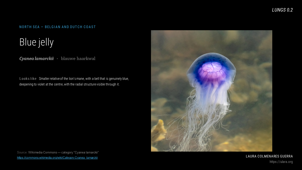 lungs_jellyresearch_006