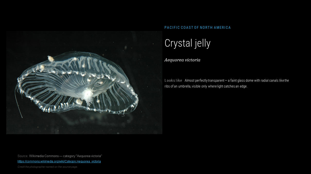 lungs_jellyresearch_007