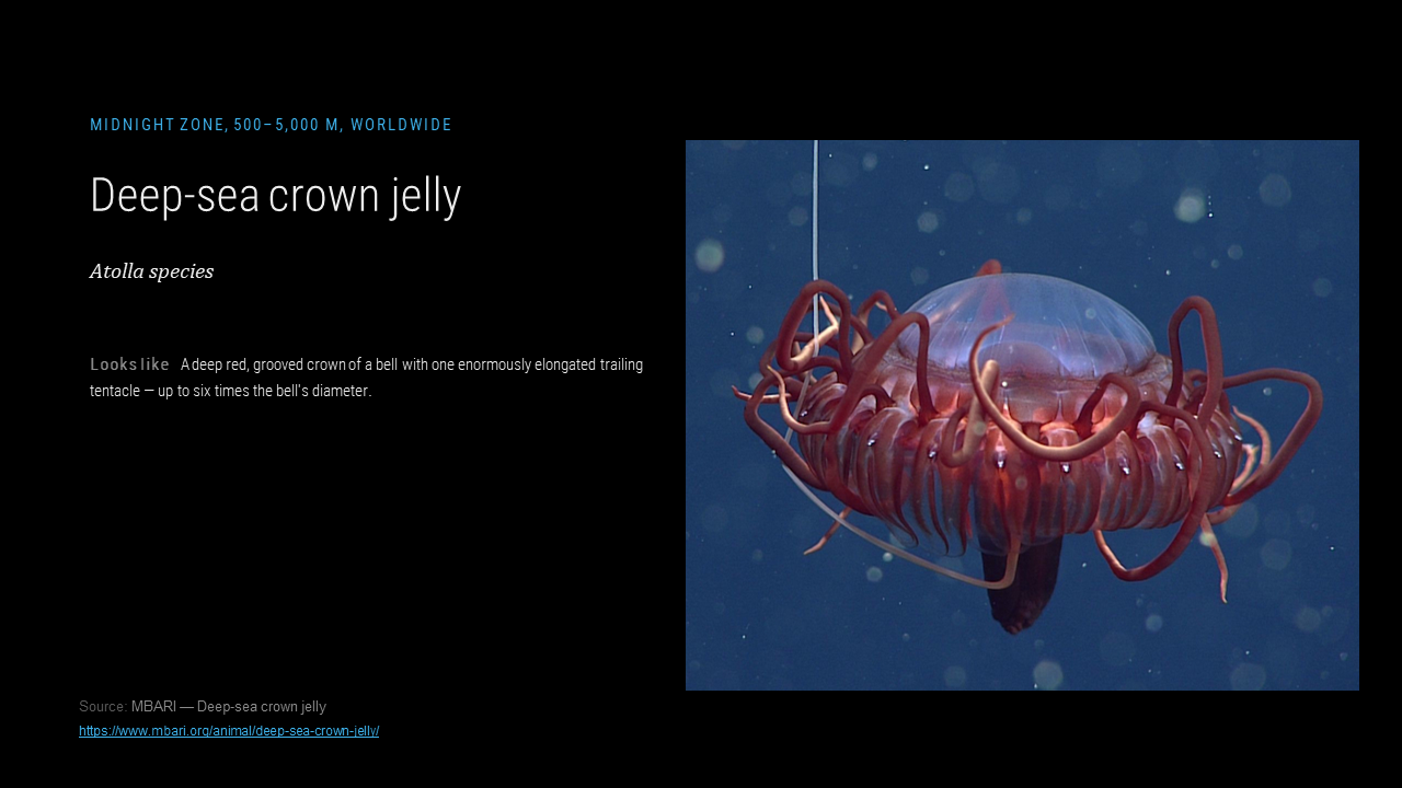 lungs_jellyresearch_008