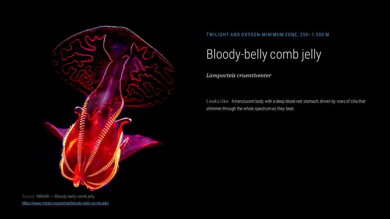 lungs_jellyresearch_009