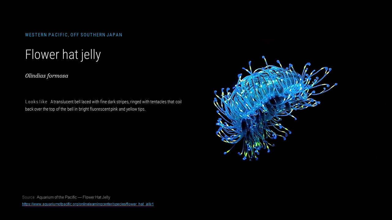 lungs_jellyresearch_010