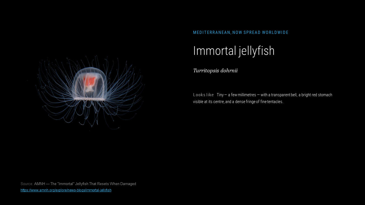 lungs_jellyresearch_011