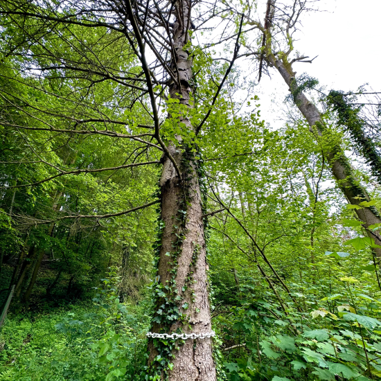 pearls_for_trees_007