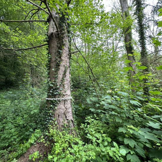 pearls_for_trees_006